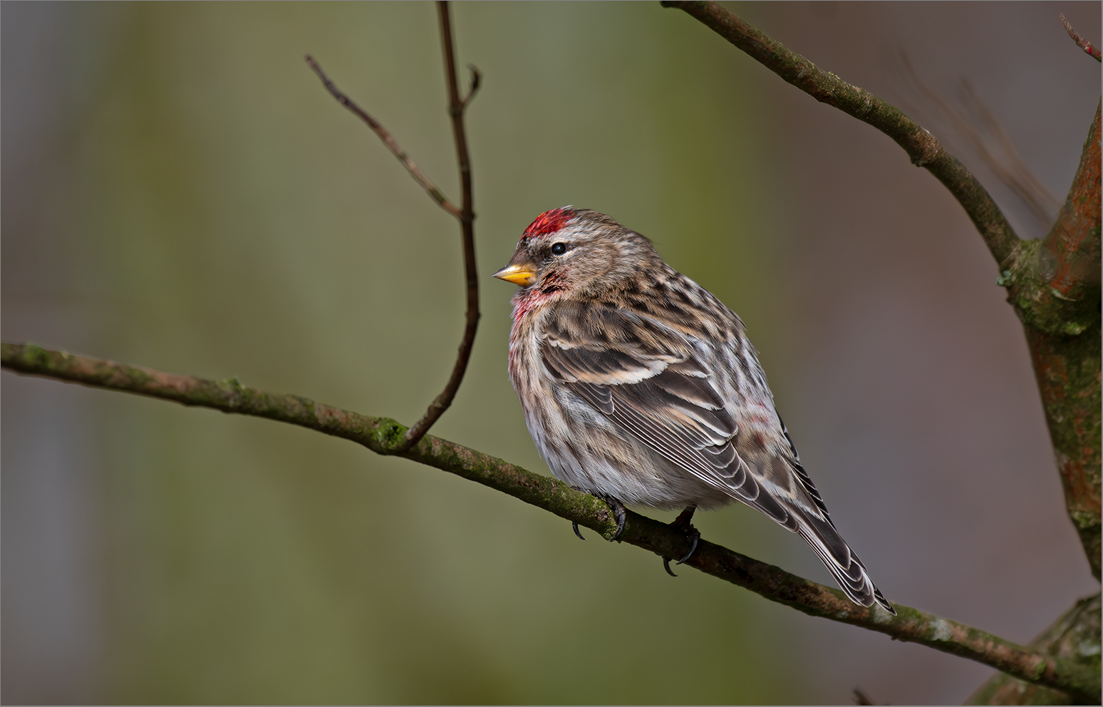 Birkenzeisig  -  Carduelis flammea   . . .