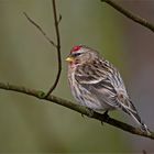 Birkenzeisig  -  Carduelis flammea   . . .