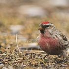 Birkenzeisig (Carduelis flammea)