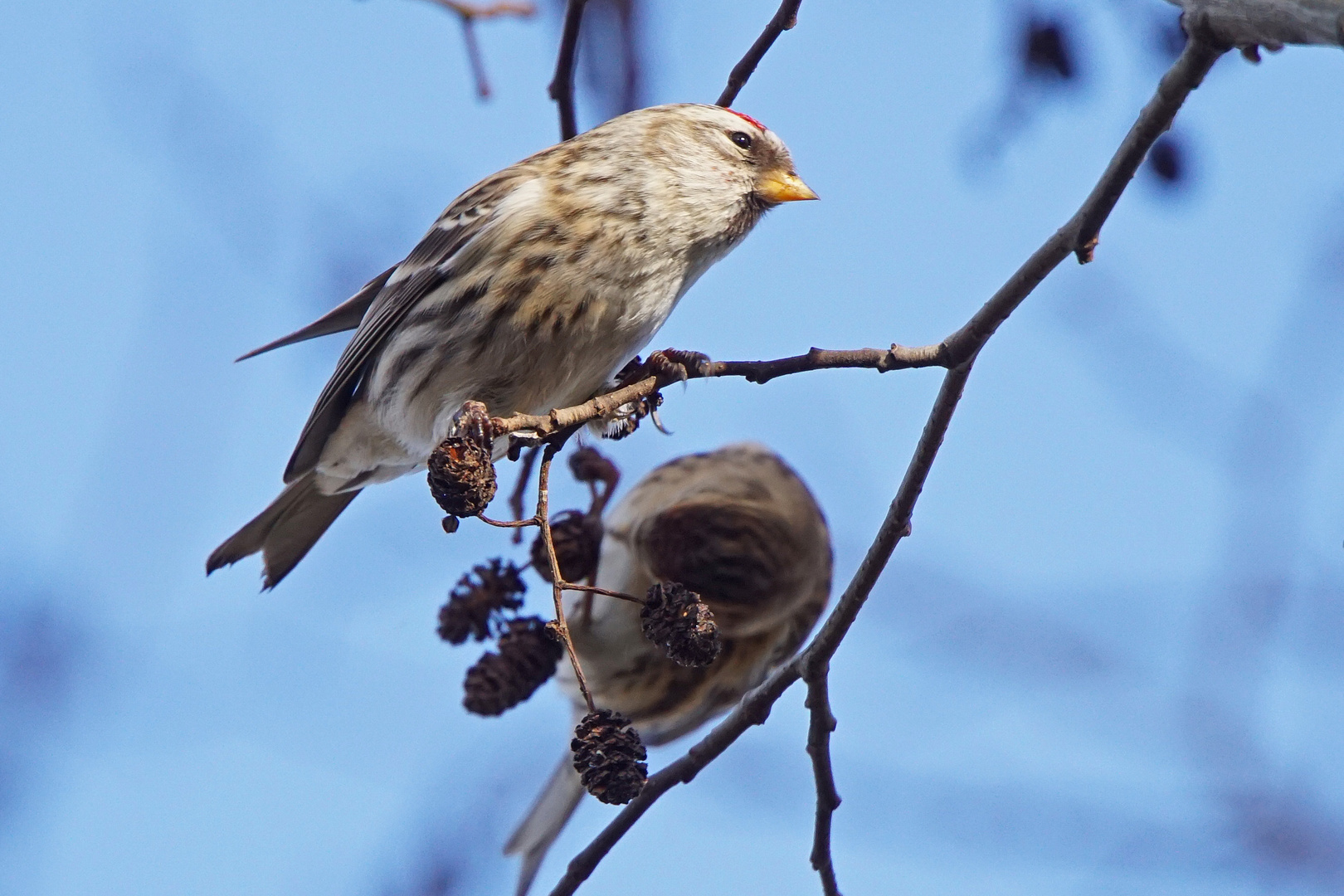 Birkenzeisig (Carduelis flammea)