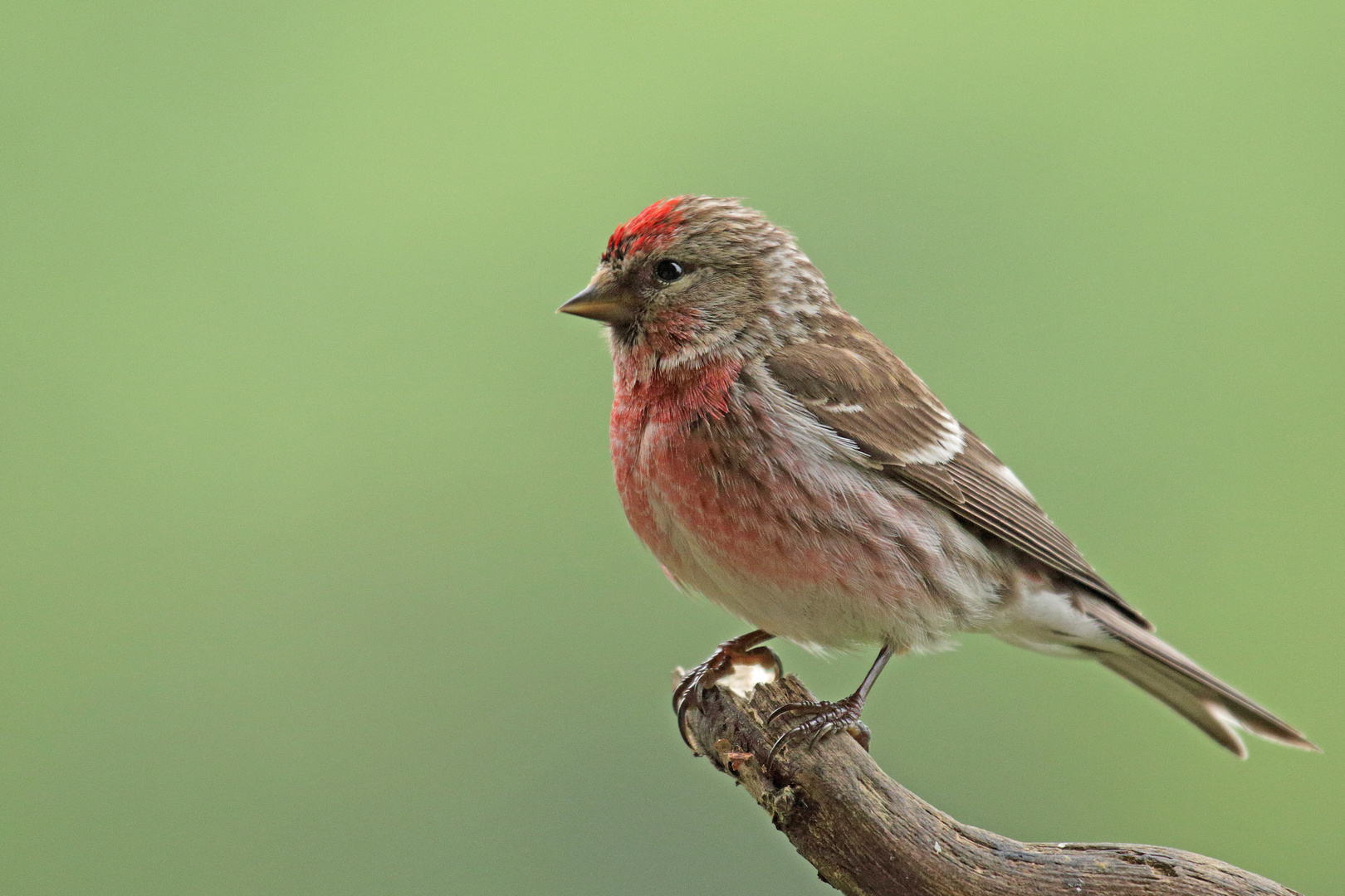 Birkenzeisig (Carduelis flammea)