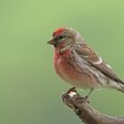 Birkenzeisig (Carduelis flammea)