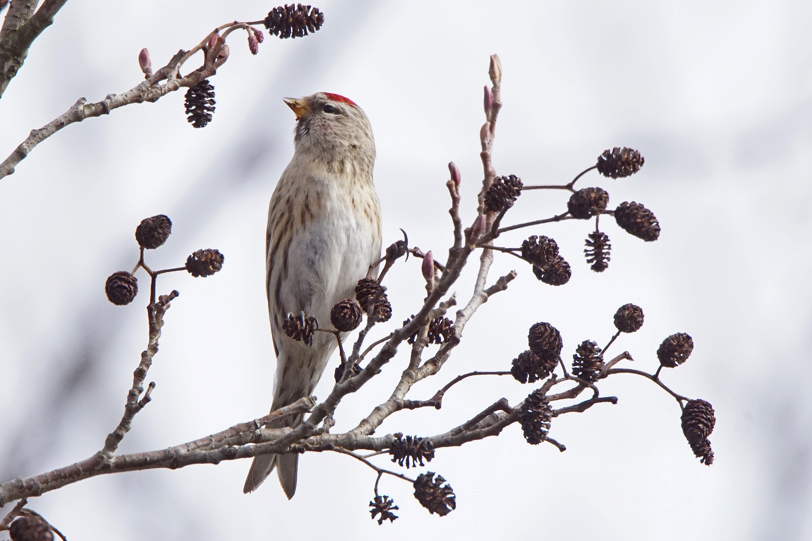 Birkenzeisig (Carduelis flammea)