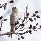 Birkenzeisig (Carduelis flammea)