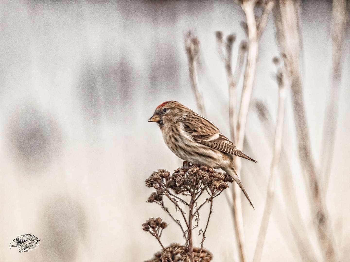 Birkenzeisig (Carduelis flammea)