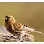 - Birkenzeisig - ( Carduelis flammea )