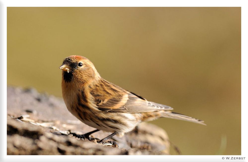 - Birkenzeisig - ( Carduelis flammea )