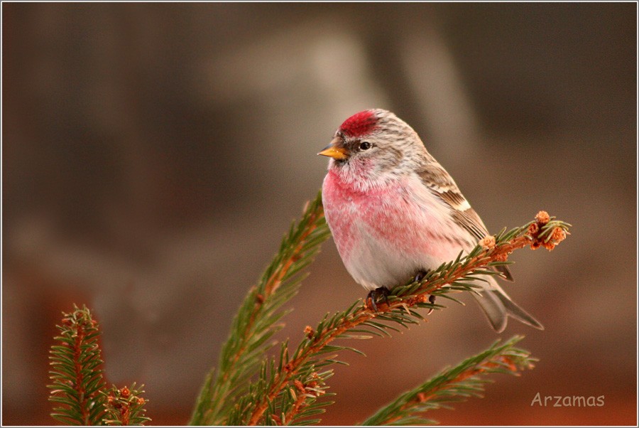 Birkenzeisig (Carduelis flammea)