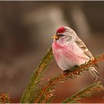 Birkenzeisig (Carduelis flammea)