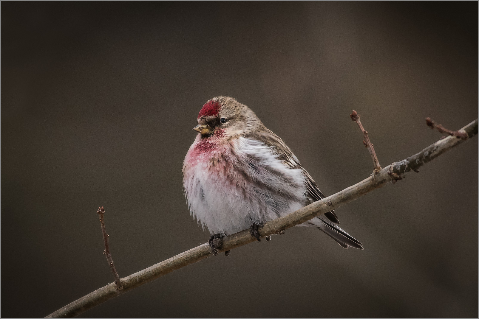 Birkenzeisig  -  Carduelis flammea