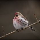 Birkenzeisig  -  Carduelis flammea