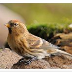 - Birkenzeisig - ( Carduelis flammea )