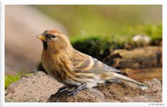 - Birkenzeisig - ( Carduelis flammea )