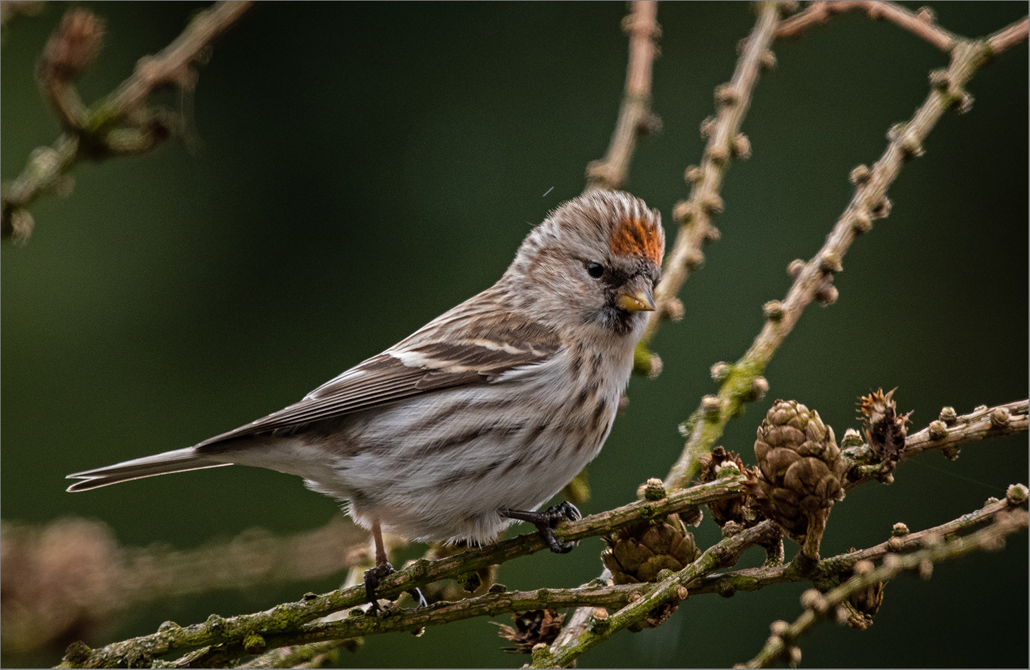 Birkenzeisig   -   Carduelis flammea