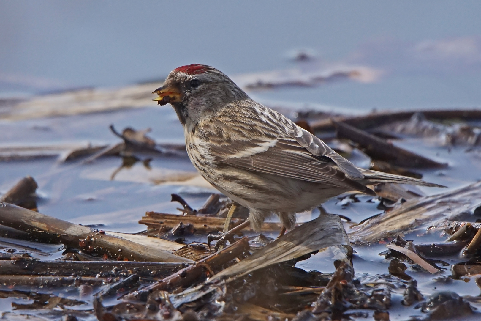 Birkenzeisig (Carduelis flammea)