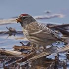 Birkenzeisig (Carduelis flammea)