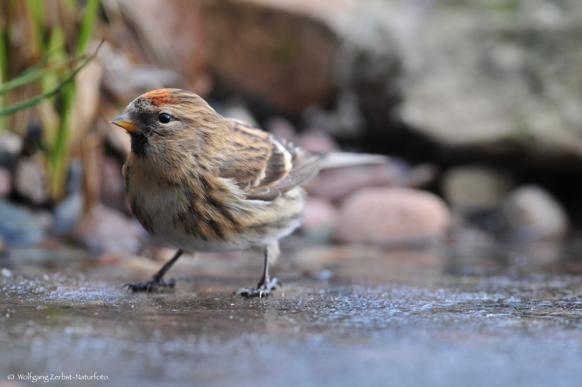   - Birkenzeisig - ( Carduelis flammea )