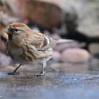   - Birkenzeisig - ( Carduelis flammea )