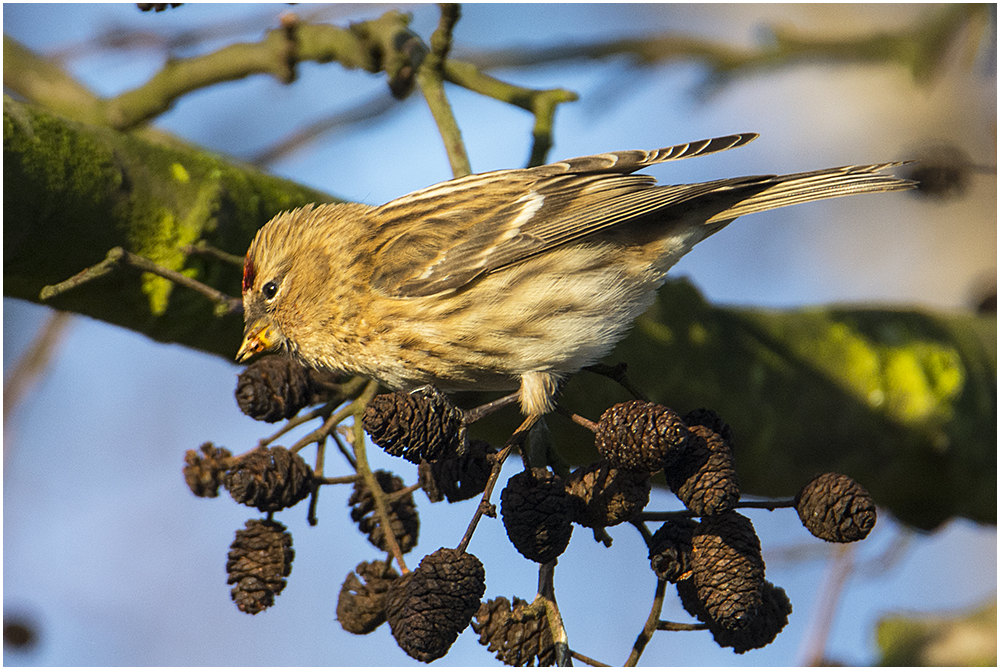 Birkenzeisig - Carduelis flammea