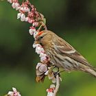 Birkenzeisig (Carduelis flammea), weiblich