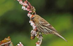 Birkenzeisig (Carduelis flammea), weiblich