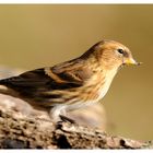 ---- Birkenzeisig ---- ( Carduelis flannea )