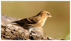 ---- Birkenzeisig ---- ( Carduelis flannea )