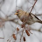 Birkenzeisig, früher auch Leinfink genannt (Carduelis flammea, teilweise auch Acanthis flammea)