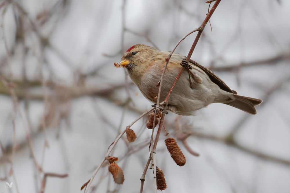 Birkenzeisig, früher auch Leinfink genannt (Carduelis flammea, teilweise auch Acanthis flammea)