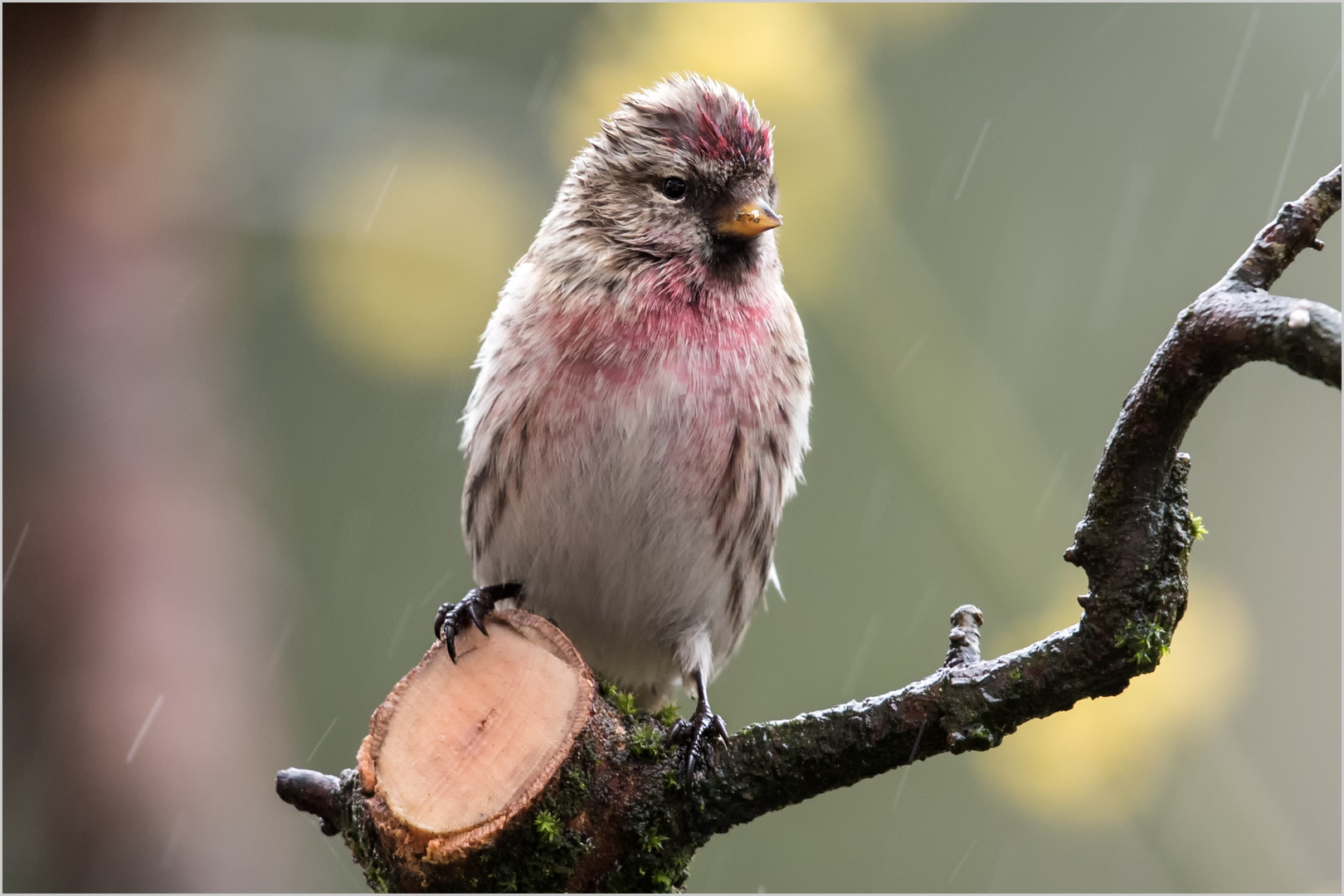 Birkenzeisig im Regen  .....