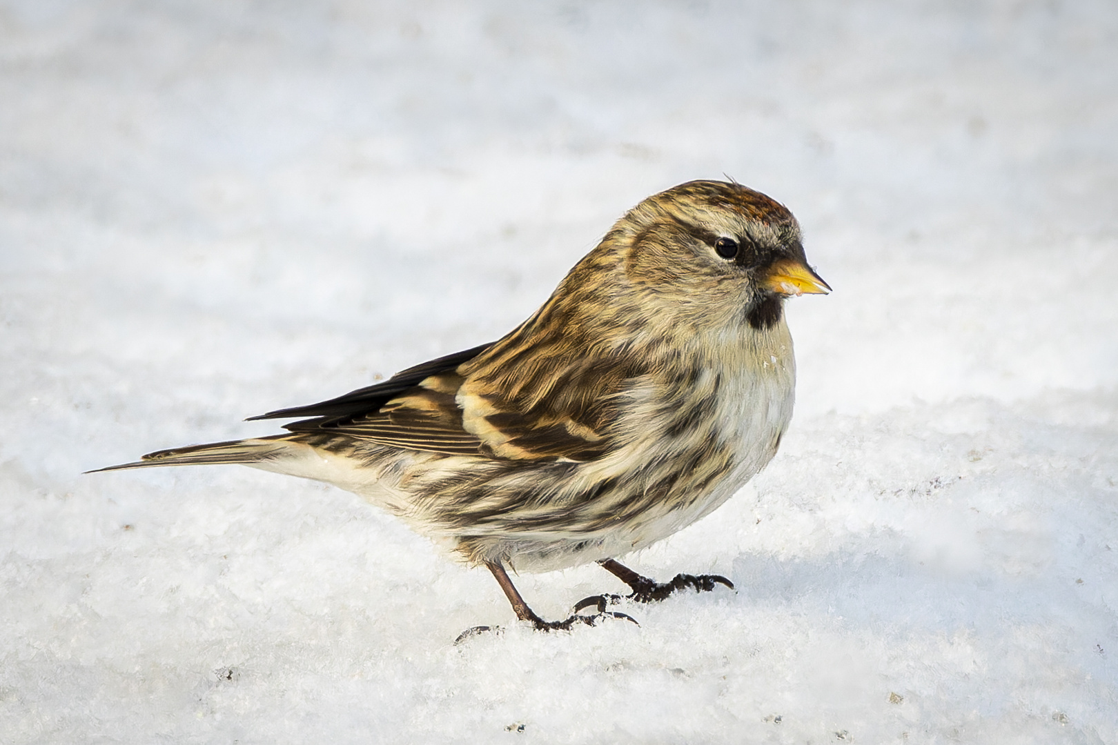 Birkenzeisig im Schnee