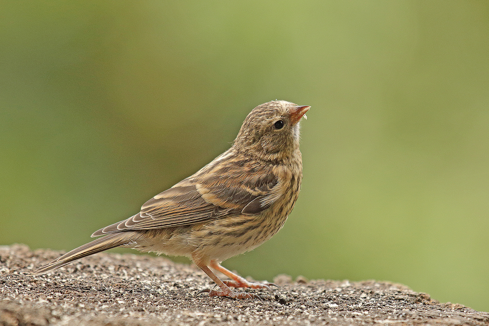 Birkenzeisig-Jungvogel