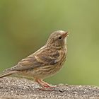 Birkenzeisig-Jungvogel