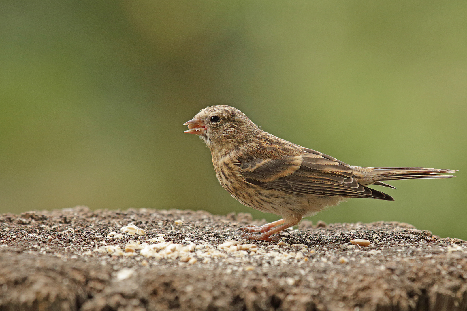 Birkenzeisig  Jungvogel