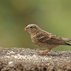 Birkenzeisig  Jungvogel