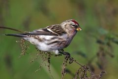 Birkenzeisig (mänl.) -  (Carduelis flammea) auch Leinfink genannt