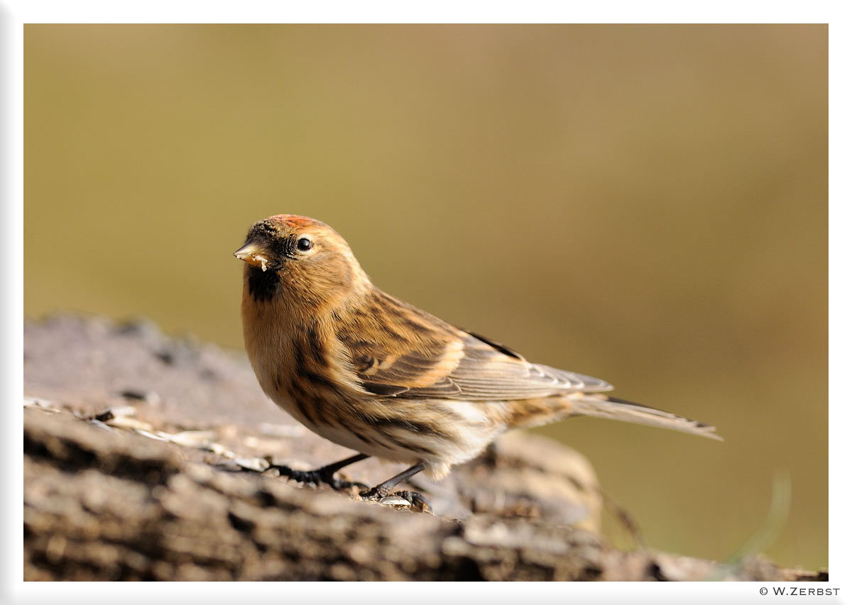 - Birkenzeisig männl. - (Carduelis flammea )