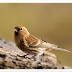 - Birkenzeisig männl. - (Carduelis flammea )