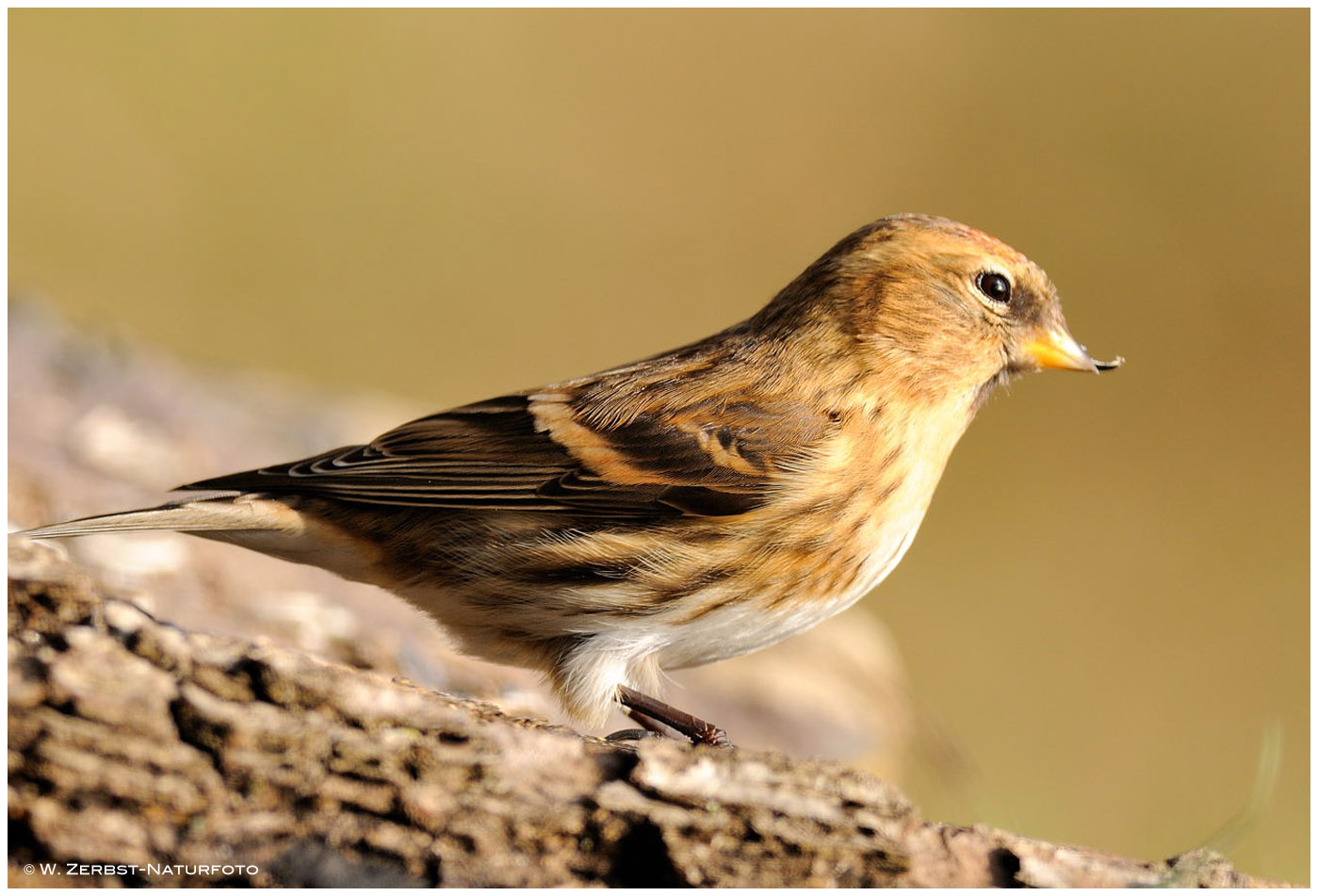 --- Birkenzeisig weiblich --- ( Carduelis flammes )