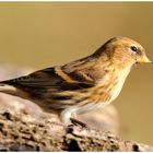 --- Birkenzeisig weiblich --- ( Carduelis flammes )