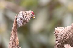 Birkenzeisig,Redpoll,2018  UHS_1227