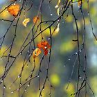 Birkenzweige im Herbst