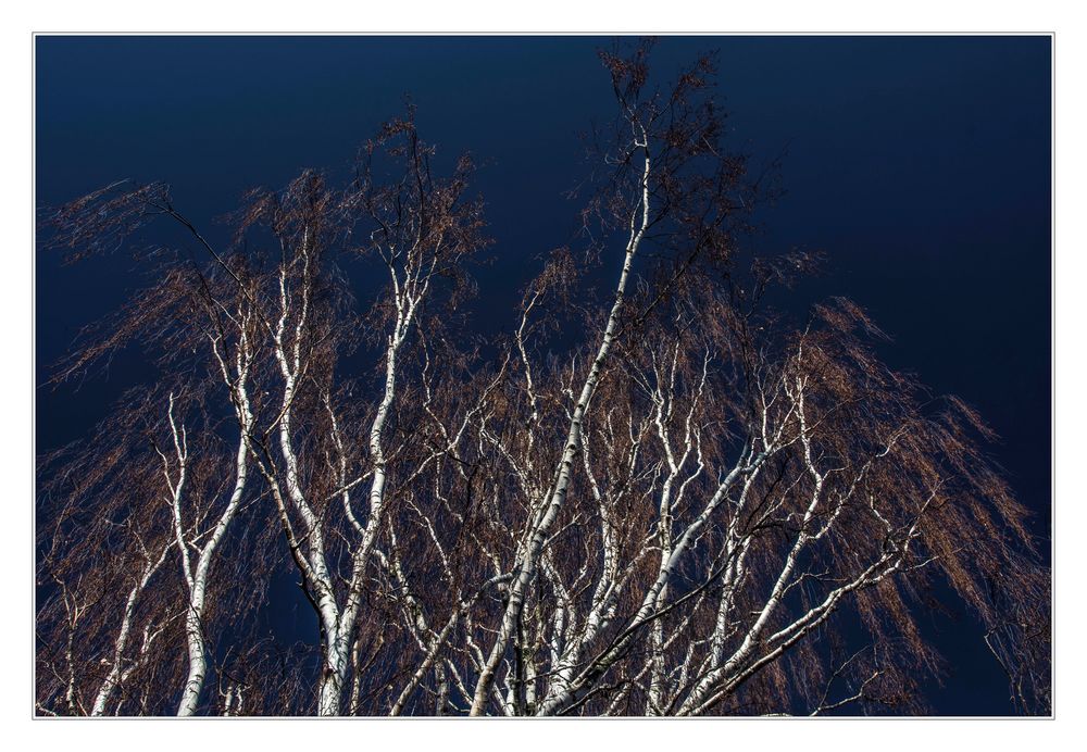 Birkenzweige im Wind