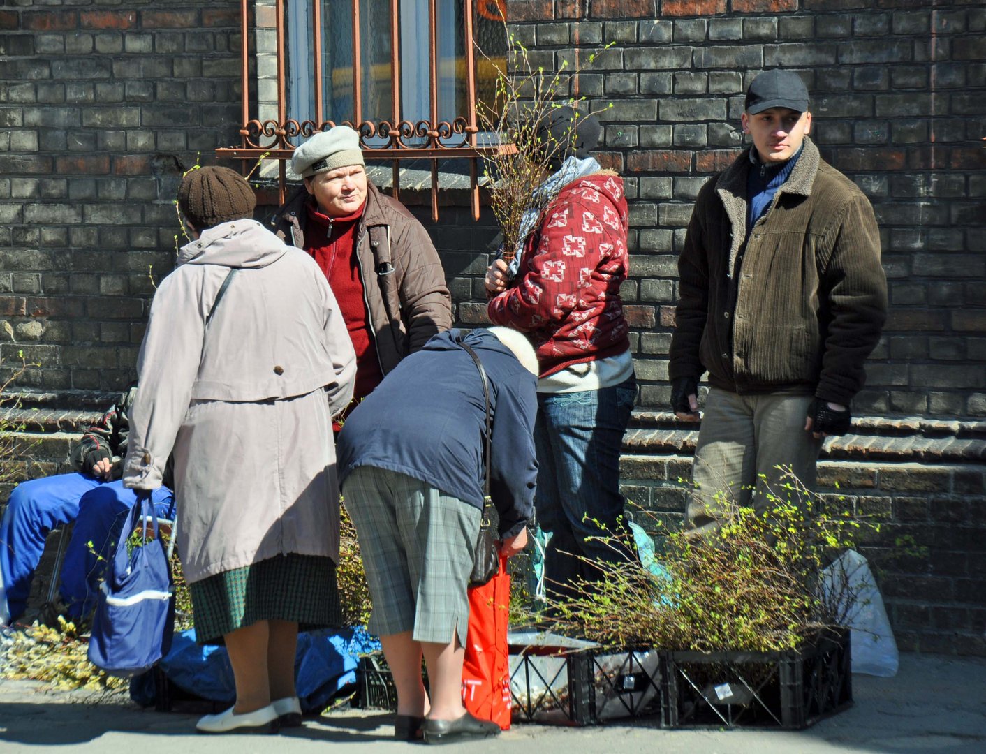 Birkenzweigverkauf für Dingus Schmingus