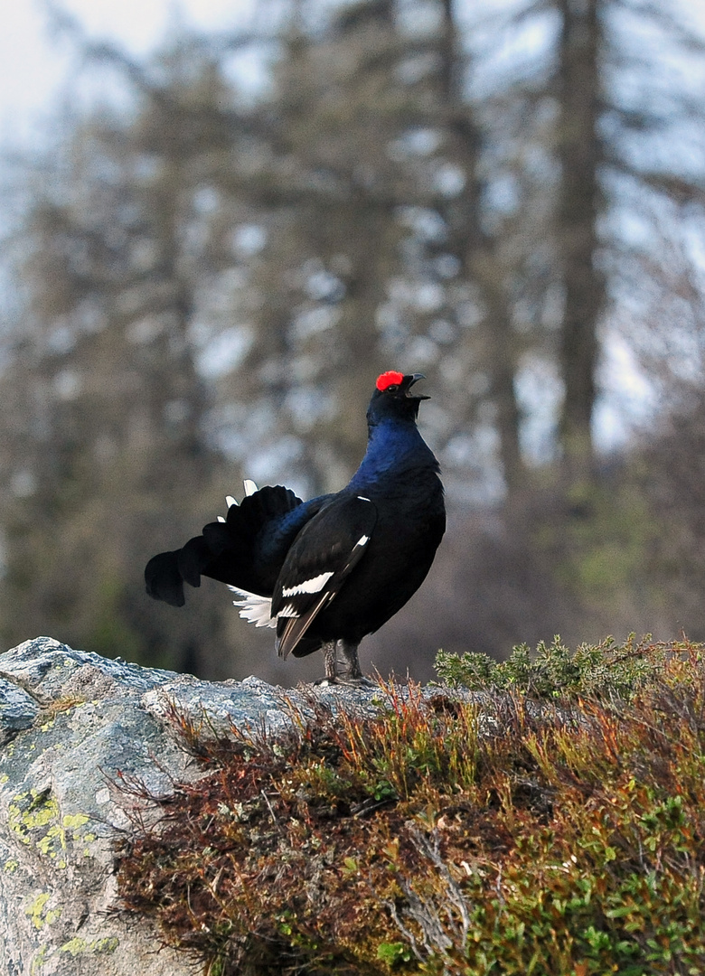 Birkhahn auf der Balz