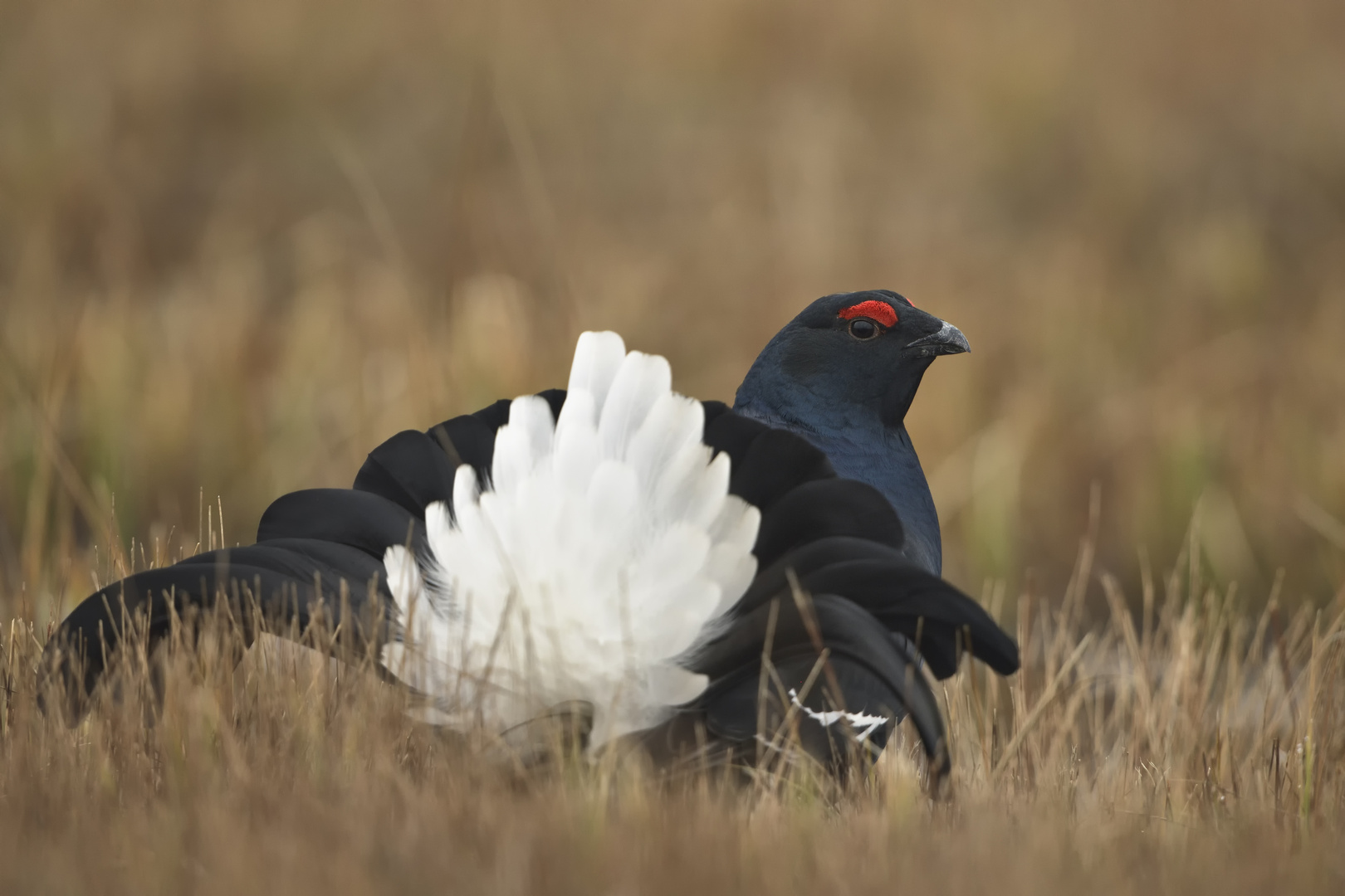 Birkhahn bei der Herbstbalz