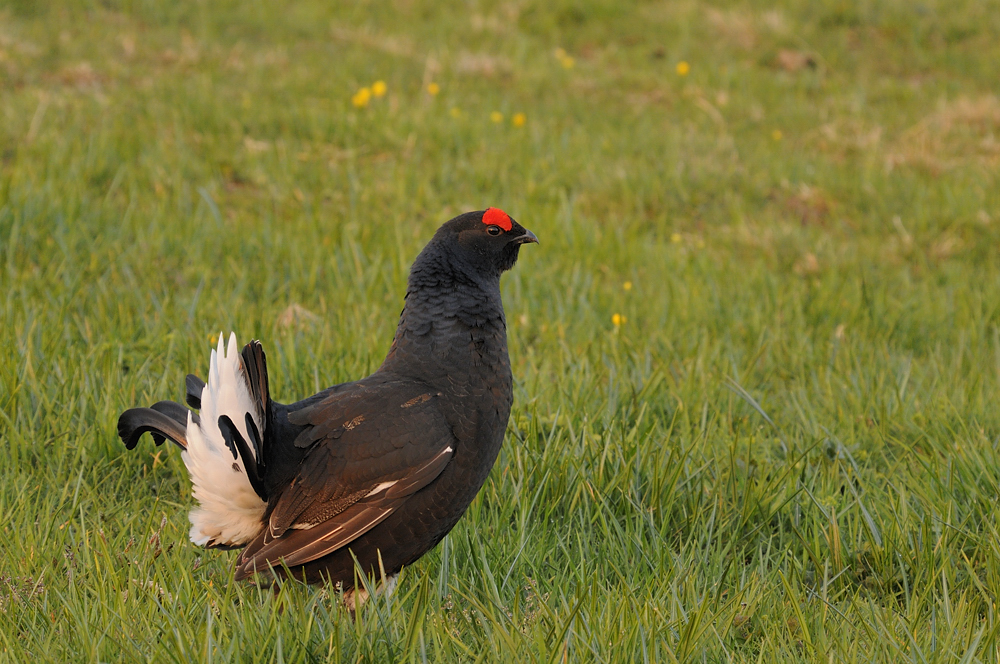 Birkhahn beim ersten Sonnenstrahl