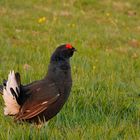 Birkhahn beim ersten Sonnenstrahl