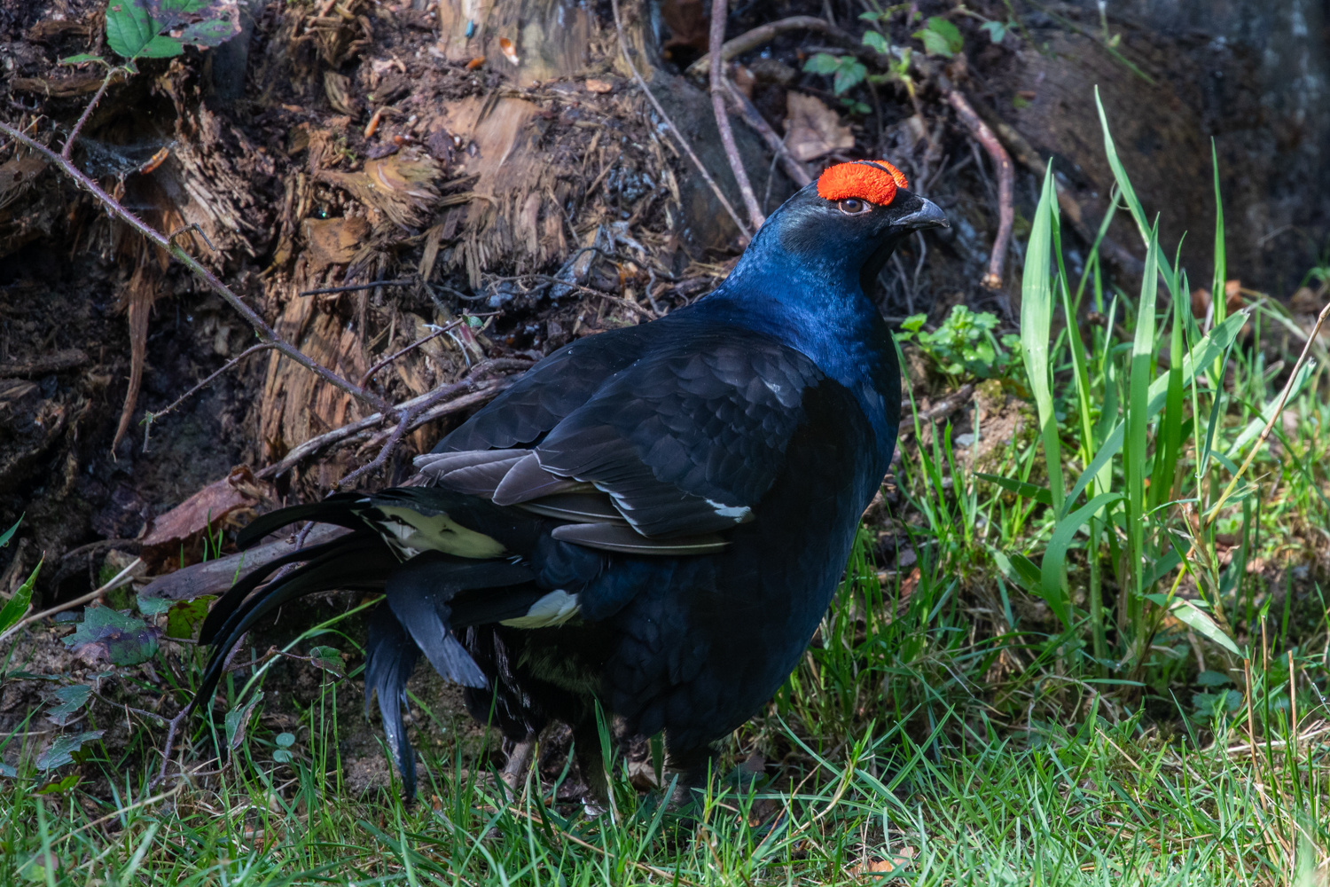 Birkhahn im April Bayrischer Wald