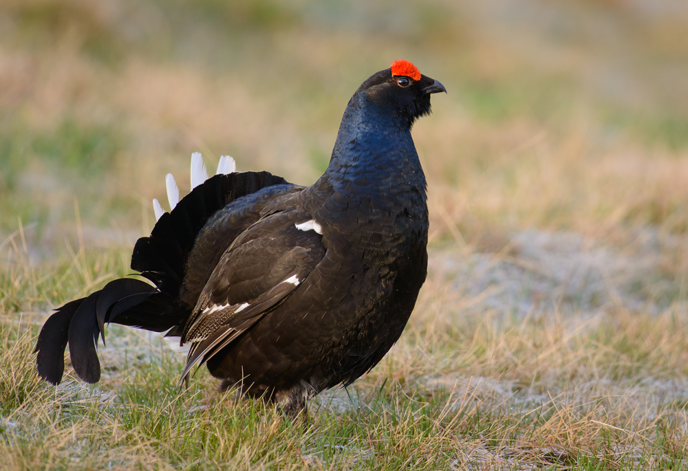 Birkhahn im Morgenlicht